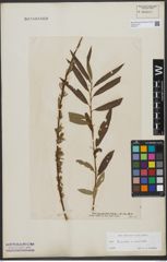 Foto von Salix triandra L. x Salix viminalis L.
